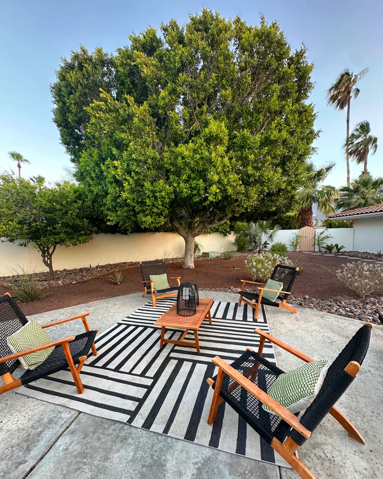 Fire-pit chairs under the ficus at dusk