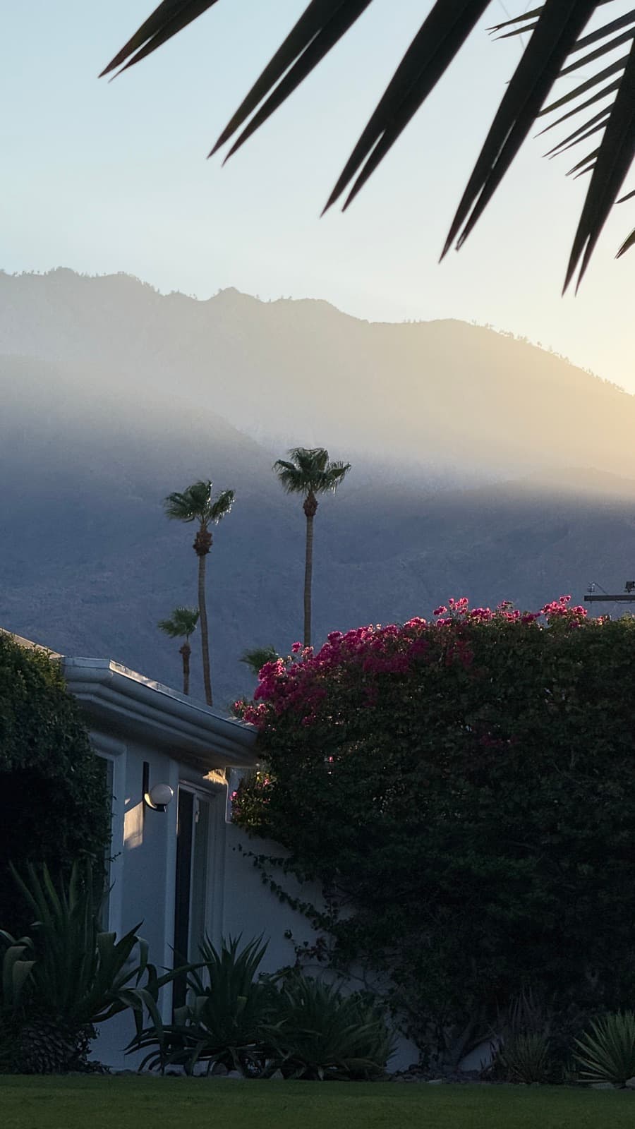 Sunset behind the bougainvillea